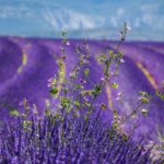 lavande_provence