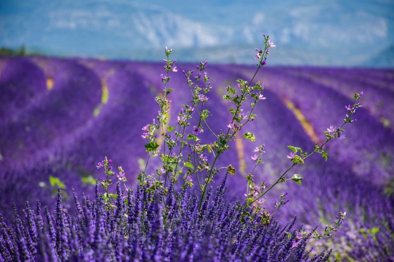 5 lieux incontournables à visiter en Provence
